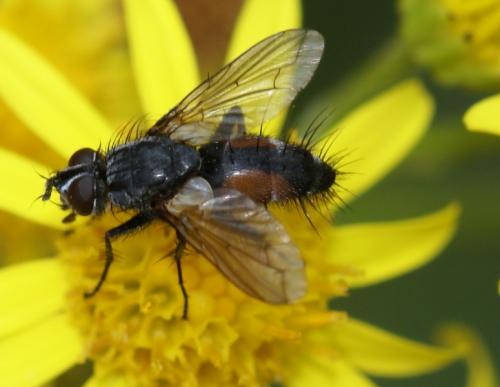 Réf. 246 673 : Eriothrix rufomaculata